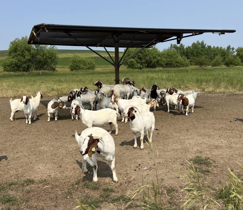 Goats relaxing under the new Strobel Shade 20x20